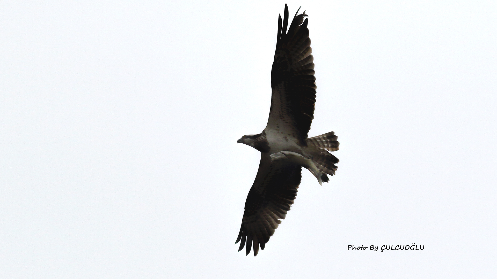 Osprey